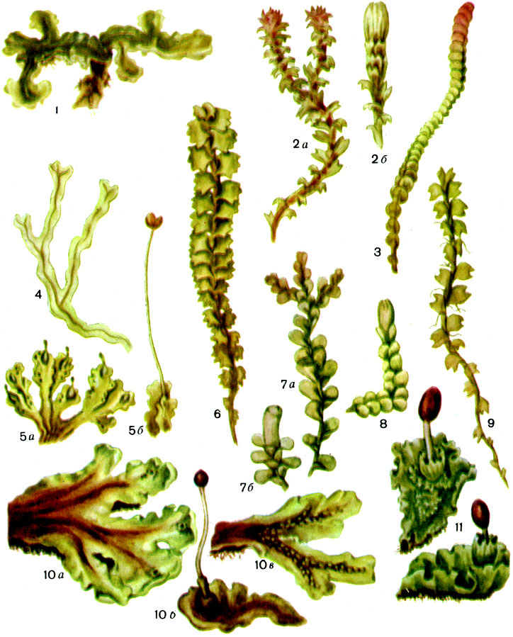 Таблица 42. 1 - риккардия сочная, 2 - лофозия пурпурно-белая (а - мужское растение, б - женское растение), 3 - нардия лестничная, 4 - мецгерия спаренная, 5 - блазия маленькая (а - слоевище с выводковыми колбочками, б - слоевище со спорогонием), 6 - барби лофозия бородатая, 7 - лиохлена ланцетная (а - растение, б - веточка с перианцием), 8 - джемсониелла осенняя, 9 - лейоколея воротничковая, 10 - пеллия Нееса (а,б - женские слоевища, в -мужское слоевище), 11 - меркия Блитта