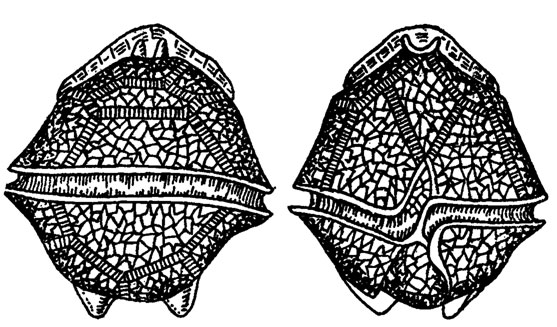 Панцирь перидиниума опоясанного со спинной стороны (слева) и с брюшной