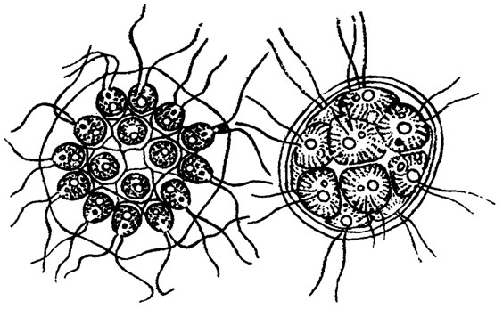 Гониум пекторальный (слева) и пандорина ежевиковая