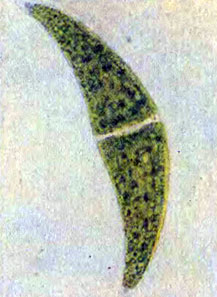 Хотя серповидные клетки клостериума сильно отличаются от нитей спирогиры, обе водоросли относятся к одному классу зеленых водорослей - конъюгатам