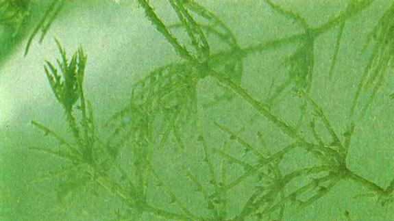 На 'листьях' хары видны многочисленные бугорки - это органы размножения - оогонии