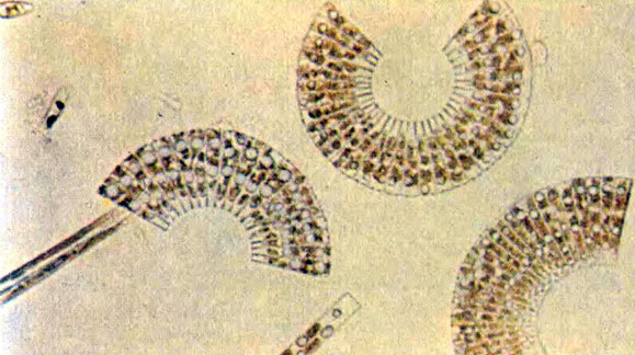 Для быстротекучих вод очень характерны колонии диатомовой водоросли - меридиона кругового