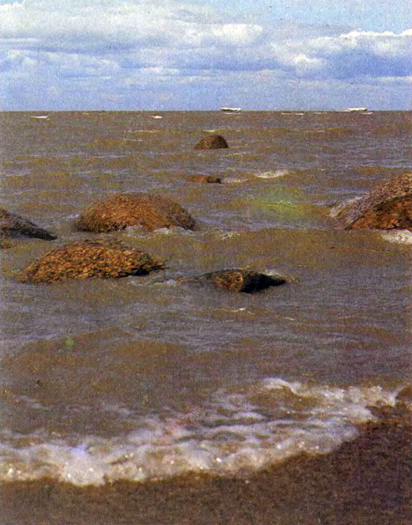 Финский залив - единственный кусочек моря на территории Ленинградской области - заселяют многочисленные водоросли