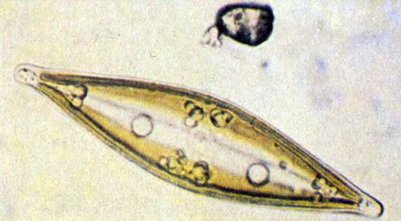 'Лодочка' - диатомовая водоросль навикула хорошо приспособлена к жизни в придонных слоях