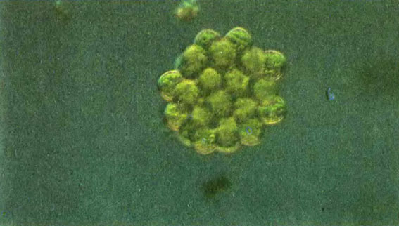 Целаструм сферический - обитатель планктона небольших прудов