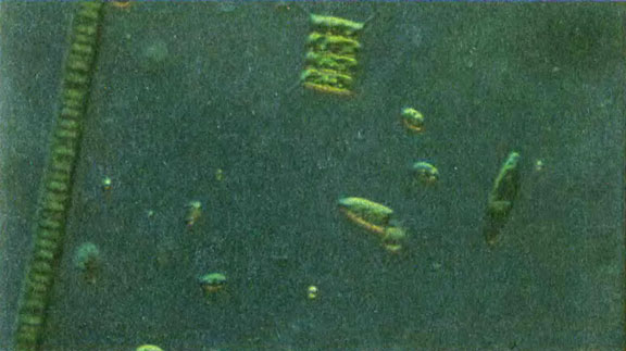 Сценедесмус четыреххвостый хорошо держится в толще воды благодаря выростам оболочки краевых клеток