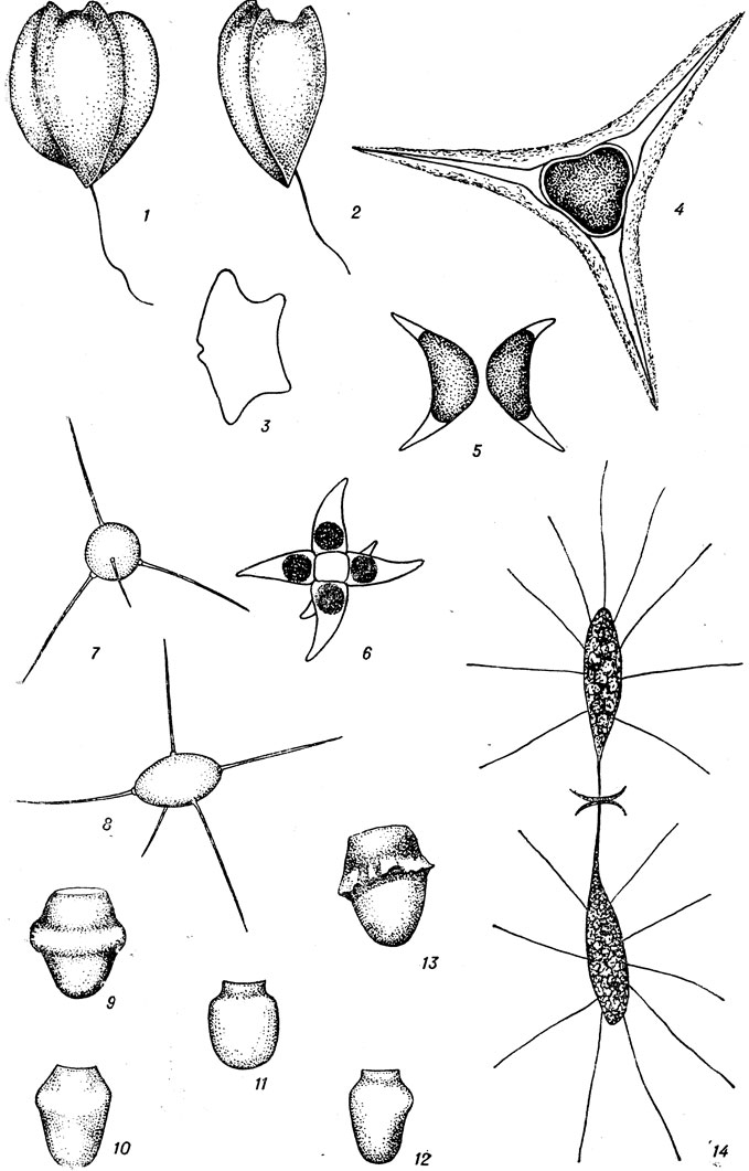 . 2. 1-3 - Petalomonas mira var. bicarinata Skuja; 4 - Treubaria triappendiculata Bern; 5 - 6 - Lauterborniella appendiculata Korschik; 7 - 8 - Lagerhemia wratislaviensis var. trisetigera G. M. Smith.; 9 - Kephyrion rubri-claustri Conr.; 10-12 - Pseudokephyrion entzii Conr.; 13 - Stenokalyx monilifera Schimid; 14 - Paradoxia multiseta Swir
