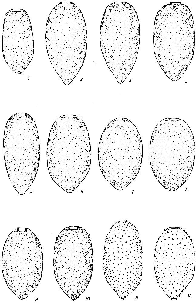  VII. 1 - Trachelomonas conica Playf.; 2-10 - . lemmermannii Wolosz. emend. Defl. var. lemmermannii, 11 - var. verrucosa (Skuja) Popova, 12 - var. orenburgica (Swir.) Defl. (1-12 - . .)
