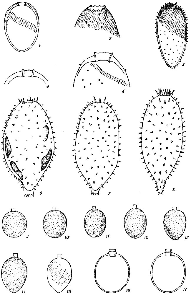  IX. 1, 4 - Trachelomonas obovata var. klebsiana Defl., 2, 3, 5 - var. novae-zemliae (Schirsch.) Popova, 6, 7 - T. helvetica Lemm. emend. Playf. var. helvetica, 8 - var. armata Skv.; 9-15 - T. manginii f. subpunctata Safon., 15 -   . manginii; 16. 17 - . recticollis Defl. (1-17 - . .)