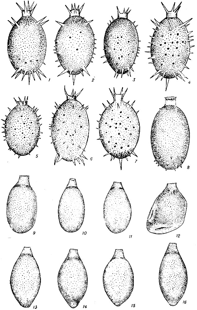  XI. l-7 - Trachelomonas mirabilis var. hystrix (Teiling) Popova; 8 - T. bulla Stein; 9-11 - T. pseudobulla Swir. var. pseudobulla, 13-16 - var. bulloides Balech et Dastugue, 12 -    . pseudobulla. (1-16 - . .)