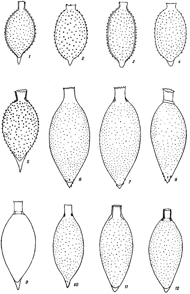  XII. 1-4 - Trachelomonas caudata (Ehr.) Stein; 5 - T. pseudocaudata Defl.; 6-12 - T. fusiformis Stokes. (1-12 - . .)
