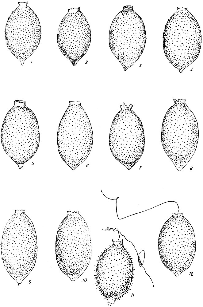  XIII. 1-12 - Trachelomonas bernardinensis W. Vischer. (1-12 - . .)