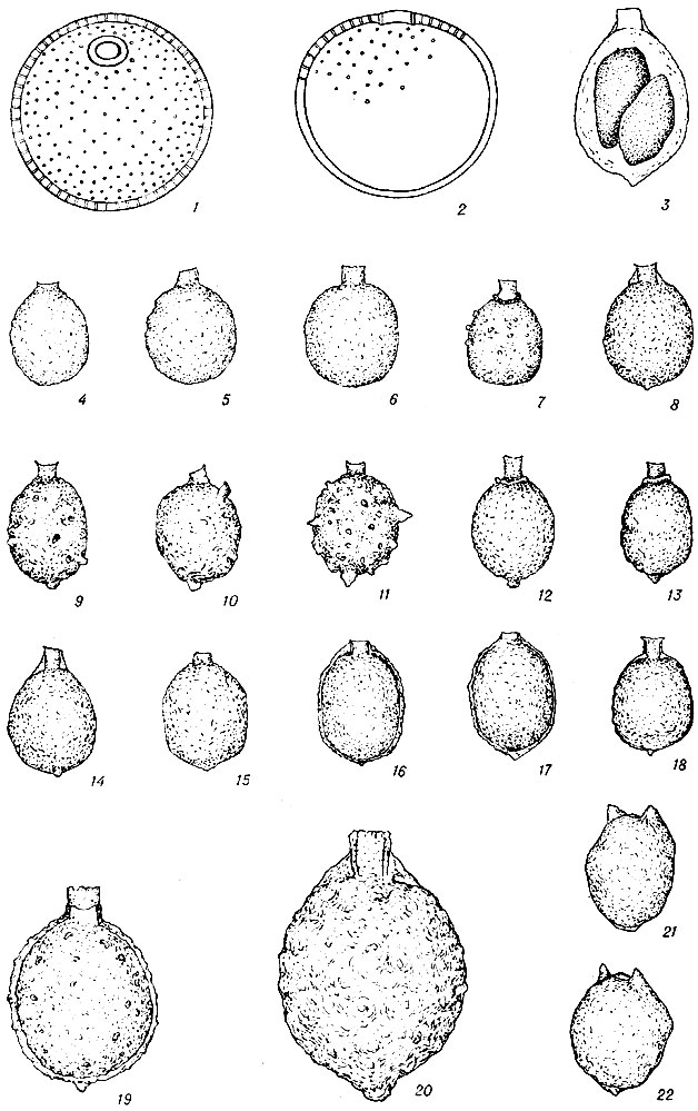  XIV. 1, 2 - Trachelomonas woronichiniana Popova: 3-20 - . scabra var. borealis Snfon, 3 -    ; 21, 22 - . patellifera Popova (1-22 - . .)