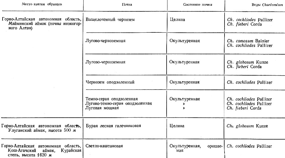  2.  Chaetomium    