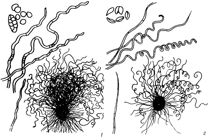 . 2. 1 - Chaetomium fieberi Corda, 2 - Ch. perlucidum Serg