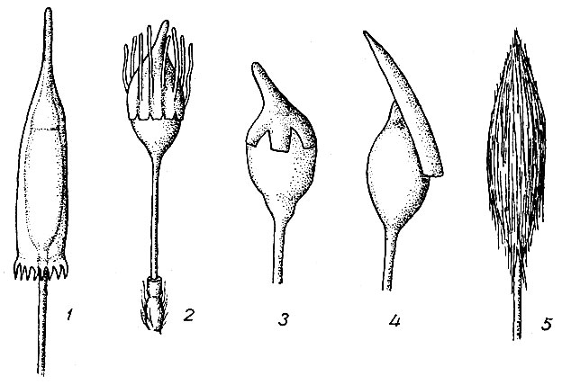 . 13. : 1 -   Encalypta ciliata, 2 -     Orthotrichum, 3 - , 4 - , 5 -   Polytrichum