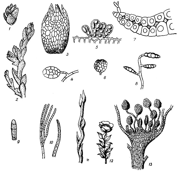 . 18.  : 1 -   Bryum argenteum; 2 -  . argenteum   ; 3 -   Pohlia bulbifera; 4 -   Leptobryum pyriforme; 5 -   Syntrichia papulosa; 6 -   Bryum erythrocarpum; 7 -   Leucobryum glaucum; 8 -   Tayloria serrata; 9 -   Zygodon vlrldlssimus; 10 -   Encalypta streptocarpa; 11 -   Hopteryglum elegans; 12 -     Tetraphls pelluctda; 13 -     . pelluclda