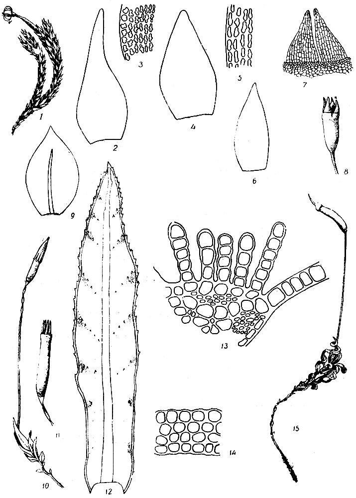 . 20. Andreaea rupestris: 1 -  , 2 - , 3 -    . A. alpestris: 4 - , 5 -    . Tetrodontium brownianum: 6 - , 7 - , 8 - . Tetraphis pellucida: 9 - , 10 -  , 11 - . Atrichum undulatum: 12 - , 13 -   , 14 -   , 15 -  