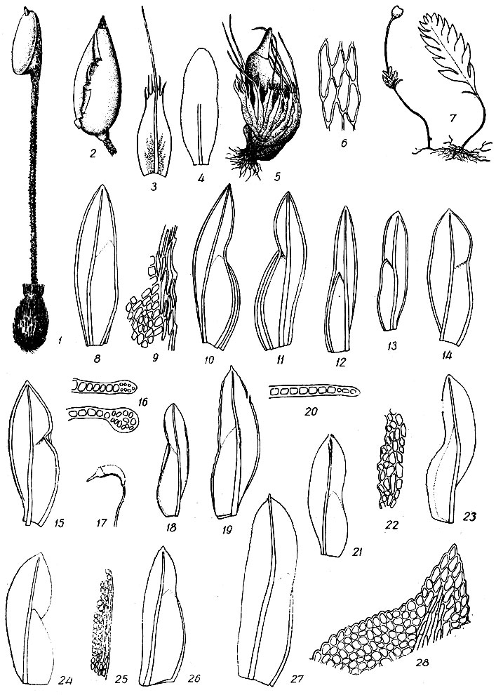 . 24. Buxbaumia aphylla: 1   . . viridis: 2  . Diphyscium foliosum: 3  - , 4  , 5   . Schistostega pennata: 6   , 7   . Fissidens mildeanus: 8  , 9     . F. crassipes: 10  . F. rufulus: 11  . F. minutulus: 12  . F. pusillus: 13  . F. viridulus: 14  . F. bryoides: 15  , 16     . F. incurvus: 17  . F. bambergeri: 18  . F. marginatulus: 19  , 20     . F. exiguus: 21  . F. exilis: 22     , 23  . F. arnoldii: 24  , 25     .   F. osmundiodes: 26  . F. taxifolius; 27  , 28   