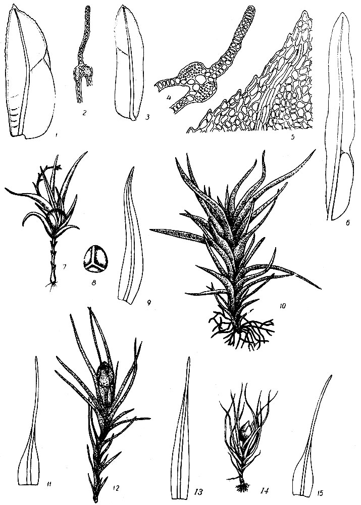 . 25. Fissidens adianthoides:  1  , 2  . F. cristatus:  3  , 4    , 5   . F. julianus:  6  . Archidium alternifolium: 7   , 8  , 9  .  Pleuridium palustre: 10   , 11   . P. acuminatum: 12   , 13  . P. subulatum: 14   ,   15  