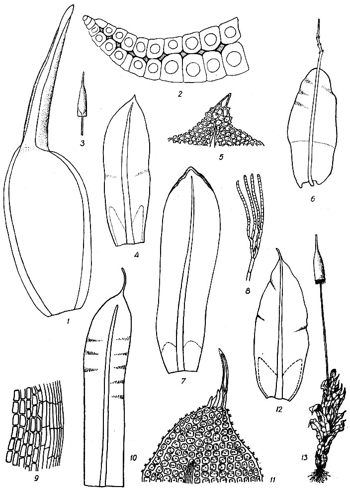 . 33. Leucobryum glaucum: 1  , 2    . Encalypta vulgaris: 3  , 4  , 5   . . spathulata: 6  . . strepiocarpa; 7  , 8 . . rhabdocarpa:  9    , 10  , 11   . . ciliata:   12  ,