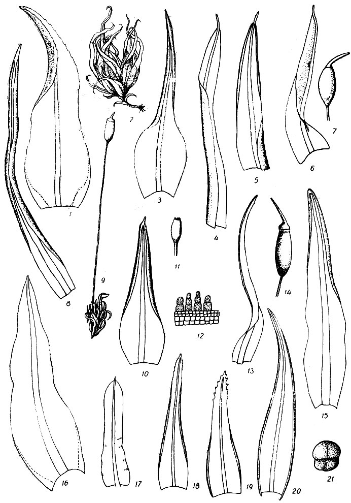 . 39. Pleurochaete squarrosa: 1 - . Astomum crispurn: 2 -  , 3 - . Weisia squarrosa: 4 - . W. microstoma: 5  6 - , 7 - . W. tortilis: 8 - , 9 -  . W. fallax: 10 - , 11 - , 12 - . W. controversa: 13 - , 14 - . Trichostomum crispulum: 15 - . T. viridulum: 16 - . . brachydontium: 17 - . Bryoerythrophyllum recurvirostre: 18 - . . alpigenum: 19 - . Didymodon rigidulus: 20 - , 21 -  