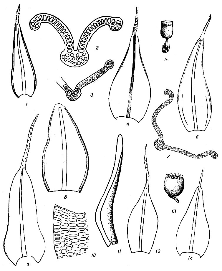 . 42. Schistidium confertum: 1 - , 2, 3 -   . Sch. pulvinatuum: 4 - . 5 - . Sch. brunnescens: 6 - , 7 -   . Sch. alpicola: 8 - . Grimmia laevigata: 9 - , 70 -    . G. unicolor: 11 -. Schistidium anodon: 12 - . Grimmia plagiopodia: 13 - , 14 - 
