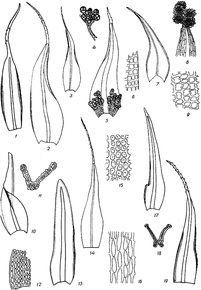 . 44. Gr.mmia orbicularis: 1 - . G. funatis: 2 - . G. trichophylla: 3 - . G. muhlenbeckit: 4 -  , 5 - , 6 -   . G. hartmanii: 7 - , 8 -     , 9 -  . G. anomala: 10 - , 11 -   . Dryptodon atratus: 12 -     , 13 - . Grimmia elatior: 14 - , 15 -    , 16 -   . G. patens: 17 - , 18 -   . G. decipiens: 19 - 
