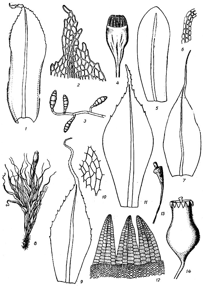 . 48. Tayloria serrata: 1  , 2   , 3   . . lingulata: 4  , 5  . 6    . Tetraplodon mnioides: 7  . . dngustatus: 8   , 9  . Splachnum ampullaceum: 10    , 11  , 12  