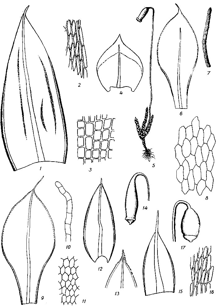 . 56. Bryum alpinum: 1  , 2     , 3      . . argenteum: 4  , 5   . . capillare var. flaccidum: 6  , 17   , 8   . . elegans: 9  , 10   , 11    . , pseudotriquetrum: 12  , 13   , 14  . . bicolor: 15  , 16     , 17  