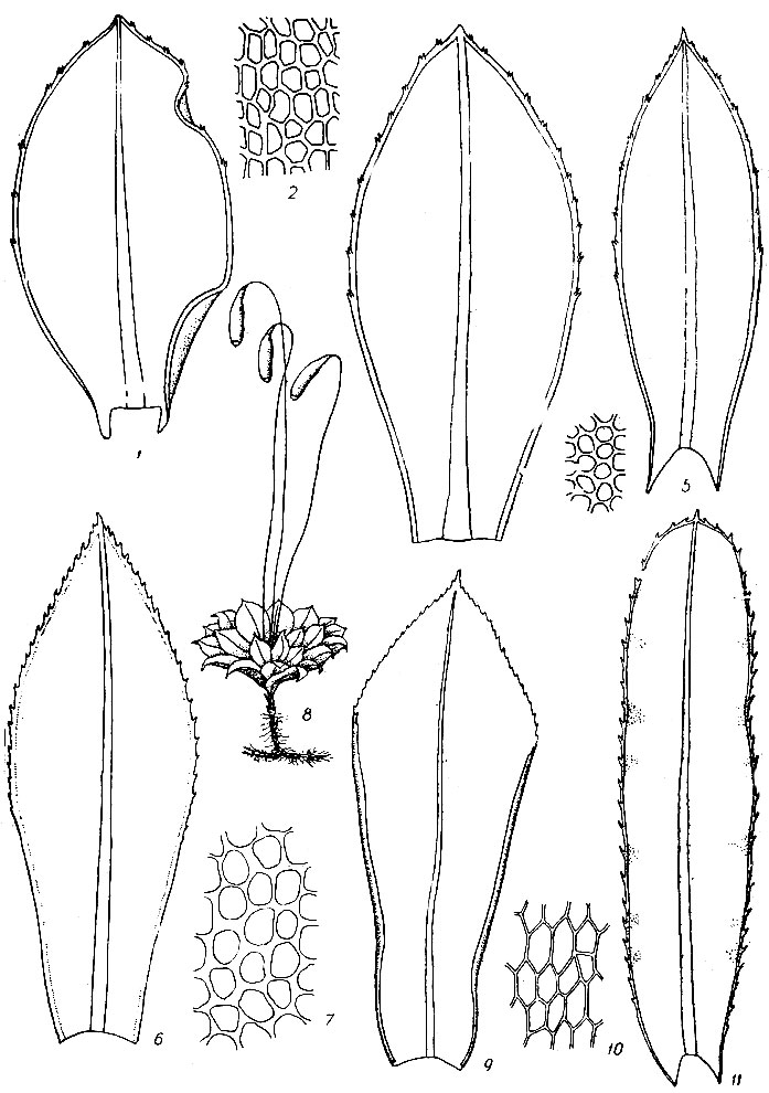 . 58. Polla splnulosa: 1  . P. spinosa: 2   , 3  . . lycopodioides: 4   , 5  . Mnium cuspidatum: 6  , 7     . Rhodobryum   roseum: 8   , 9  , 10    . Mnium undulatum: 11  