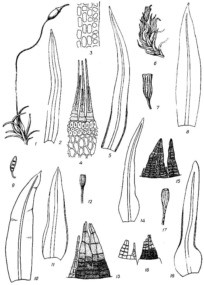 . 64. Campylostelium saxicola: 1 -  , 2 - , 3 -  , 4 - . Amphidium mougeotii: 5 - . A. lapponicum: 6 -  , 7 - , 8 - . Zygodon viridissi-mus: 9 -  , 10 - . Ulota americana: 11 - , 12 - , 13 - . UAudwigil: 14 -, 15 - . U. curvifolia: 16 - , 17 - , 18 - 