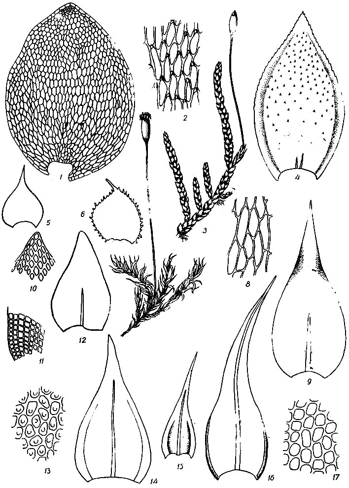 . 72. Heokeria lucens: 1 - . Myurella julacea: 2 -   , 3 -  , 4 - . . apiculata: 5 - . . gracilis: 6 - . Anacamptodon splachnoides: 7 -  , 8 -  , 9 - . Myrinia pulvinata: 10 -  , 11 -    , 12 - . Leskea polycarpa: 13 -  , 14 - . Leskeella incrassata: 15 - . L, nervosa: 16 - , 17 -   