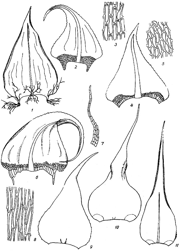 . 75. Helodium blandowii: 1 - . Cratoneurum decipiens: 2 - , 3 -  . . filicinum: 4 - , 5 -  . . commutatum: 6 - , 7 - , 8 -  . Campylium sommerfeltii: 9 - . . protensum: 10 - . . chrysophyllum: 11 - 