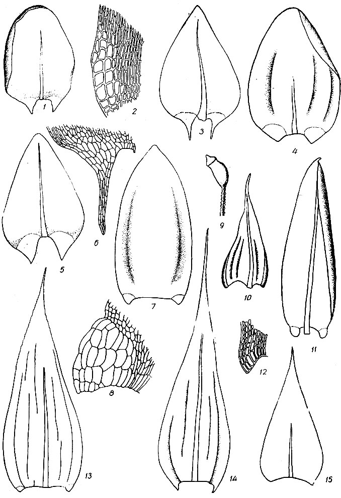 . 79. Calliergon trifarium: 1 - , 2 -     . . cordifolium: 3 - . . richardsonii: 4 - , . giganteum: 5 - , 6 -     . Calliergonella cuspidata: 7 - , 8 -     . Camptothecium geheebii: 9 - , 10 - . Calliergon sarmentosum: 11 - , 12 -     . Brachythecium salebrosum: 13 - . Camptothecium lutescens: 14 - . Brachythecium mildeanum: 15 - 