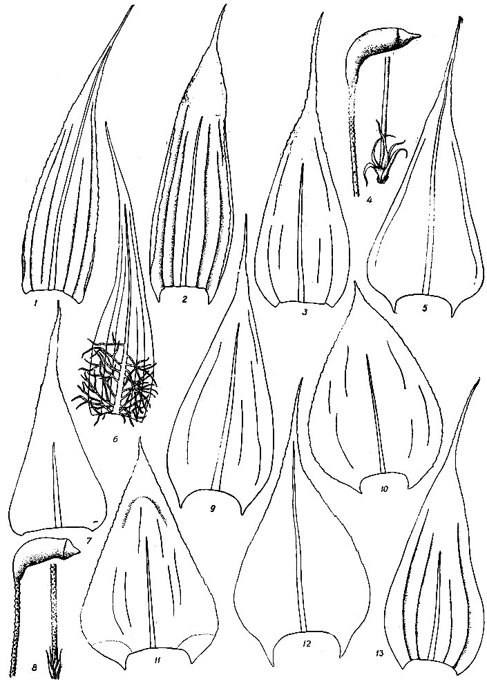 . 80. Homalothecium philippeanum: 1  . H. sericeum: 2  . Brachythecium campestre: 3  , 4  . . populeum: 5  . menthypnum nitens: 6  . Brachythecium velutinum: 7  , 8  . . albicans: 9  . . rutabulum: 10  . . rivulare: 11  . . reflexum; 12. . glareosum: 13  