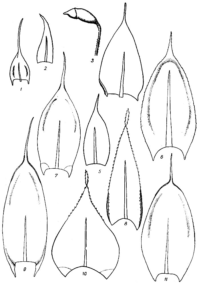 . 81. Brachythecium erythrorrhizon: 1 -  , 2 -  . . plumosum: 3 - , 4 -  , 5 -  . Cirriphyllum crassinervium: 6 - . . vaucherii: 7 - . . velutinoid.es: 8 - .. piliferum: 9 - . Brachythecium starkei: 10 - . Cirriphyllum cirrosum: 11 - 