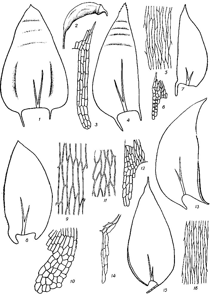. 84. Plagiothecium undulatum: 1  , 2  . . neckeroideum: 3      , 4  , 5   . P. laetum: 6      , 7  .. denticulatum: 8  , 9   , 10      . P. curvifolium: 11   , 12      , 13  . P. succulentum: 14      , 15  , 16   