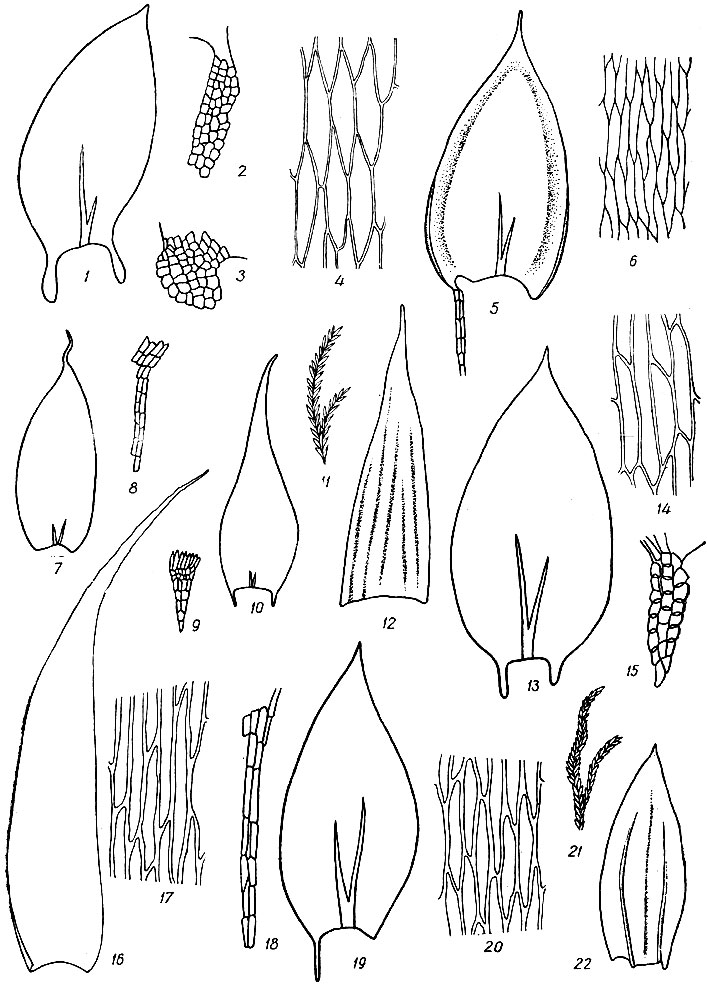 . 85. Plagiothecium silvaticum: 1 - , 2, 3 -     , 4 -  . P. roeseanum: 5 -, 6 -  . Plagiotheciella pilifera: 7 - , 8 -     . P. latebricola: 9 -     , 10 - . Orthothecium rufescens: 11 -  , 12 - . Plagiothecium platyphyllum: 13 - , 14 -  , 15 -     . Orthothecium intricatum: 16 - , 17 -  . Plagiothecium neglectum: 18 -     , 19 - , 20 -  . Orthothecium chryseum: 21 -  , 22 - 