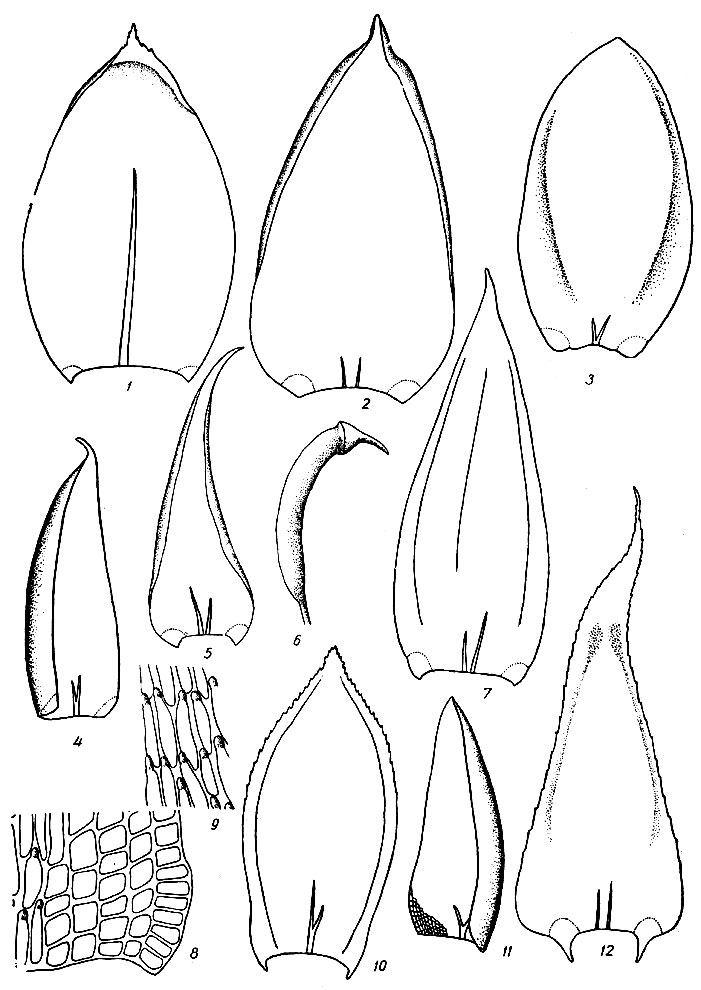 . 86. Pseudoscleropoaium purum: 1  . Pleurozium  schreberi: 2  . Entodon  orthocarpus: 3  . E. compressus: 4  . HeterophyIlium haldanianum: 5,7  , 6  . Pterigynandrum filiforme: 8      , 9   , 10  . Entodon cladorrhizans: 11  . Heterophyllium nemorosum: 12  