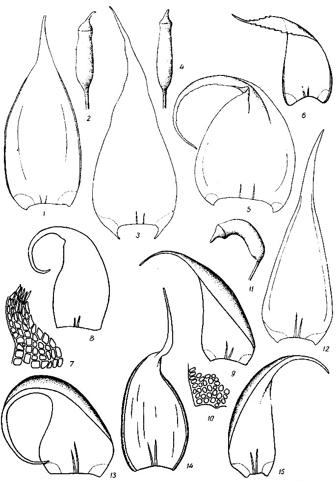 . 87. Platygyrium repens: 1  , 2  . Pylaisia polyantha: 3  , 4  . Hypnutn fertile: 5, 6  . H. fastigiatum: 7      , 8  . . bambergeri: 9  , 10      . Homomallium incurvatum: 11  , 12  