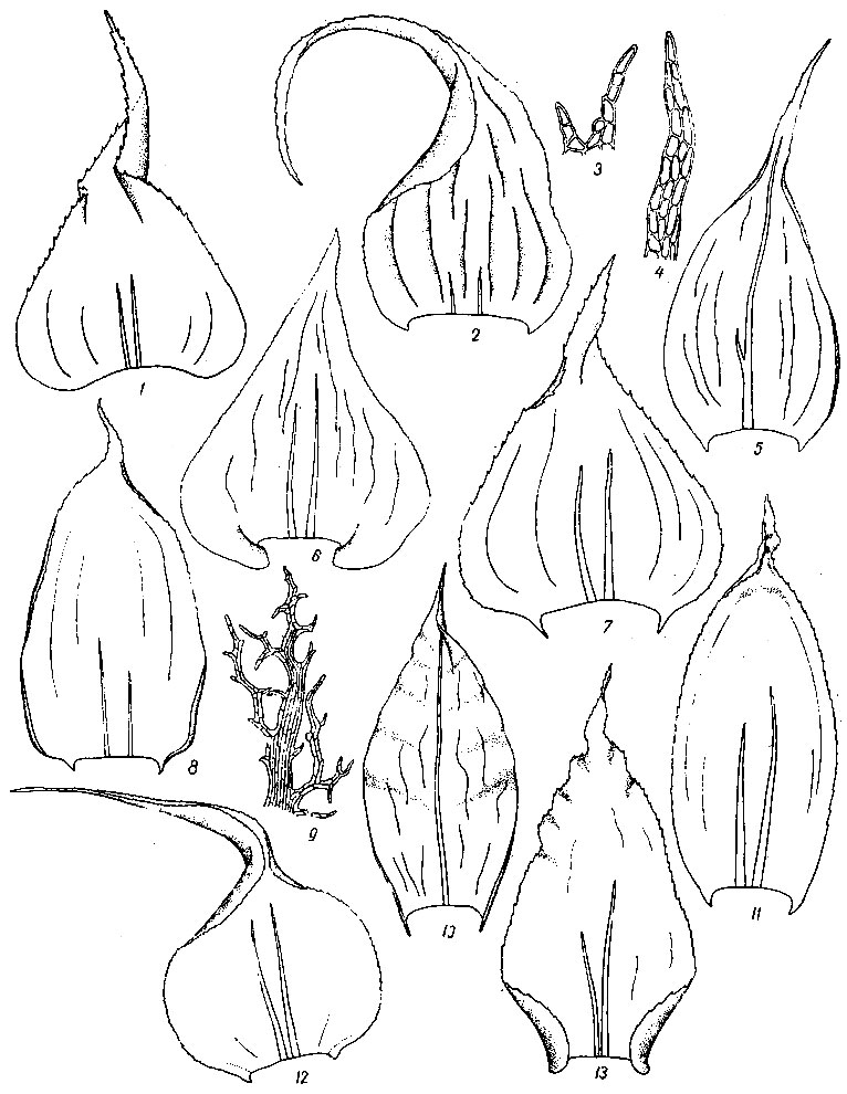 . 89. Rhytidiadelphus calvescens: 1 - . Rh. loreus: 2 - . Ptychodium plicatum: 3, 4 - , 5 - . Rhytidiadelphus triquetrus: 6 - . Hylocomiastrum umbratum: 7 - . . pyrenaicum: 8 - , 9 - . Rhytidium rugosum: 10 - . Hylocomium splendens: 11 - . Rhytidiadelphus squarrosus: 12 - . Loeskeobryum brevirostre: 13 - 