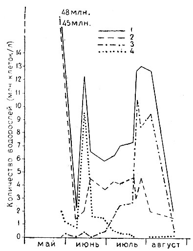 . 2. -  .   1961 .: 1 -   - , 2 - Microcystis pulverea, 3 - Microcystis aeruginosa, 4 - Gomphosphaeria lacustris