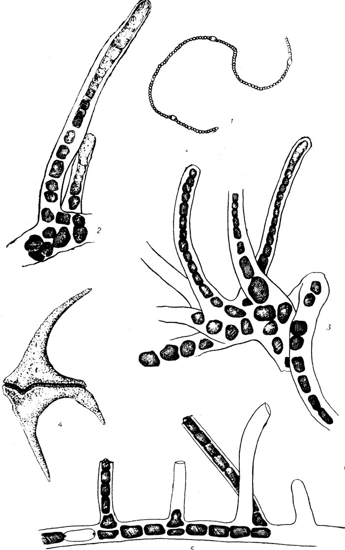  II: 1 - Anabaena contorta Bachm.; 2,3 - Fischerella sp.; 4 - Ceratium carollnianum (Bail.) Jorg.; 5 - Hapalosiphon fontinalis (Ag.) Born. emend. Elenk