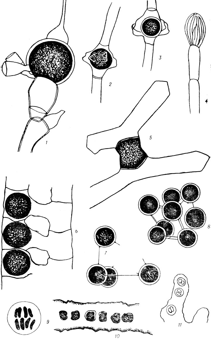  III: 1 - Bulbochaete brebissonii Kütz.; 2,3 - Oedogonium itzigsohnii De-Bary; 4-0. acrosporum De-Bary; 5 - Mougeotia laetevirens (A. Br.) Wittrock; 6 - Zygnema leiospermum De-Bary var. minus West; 7-8 - Dictyochloris globosa Korschik.) 9 - Scenedesmus arcuatus Lemm., 10-11 - Palmodictyon viride Kütz