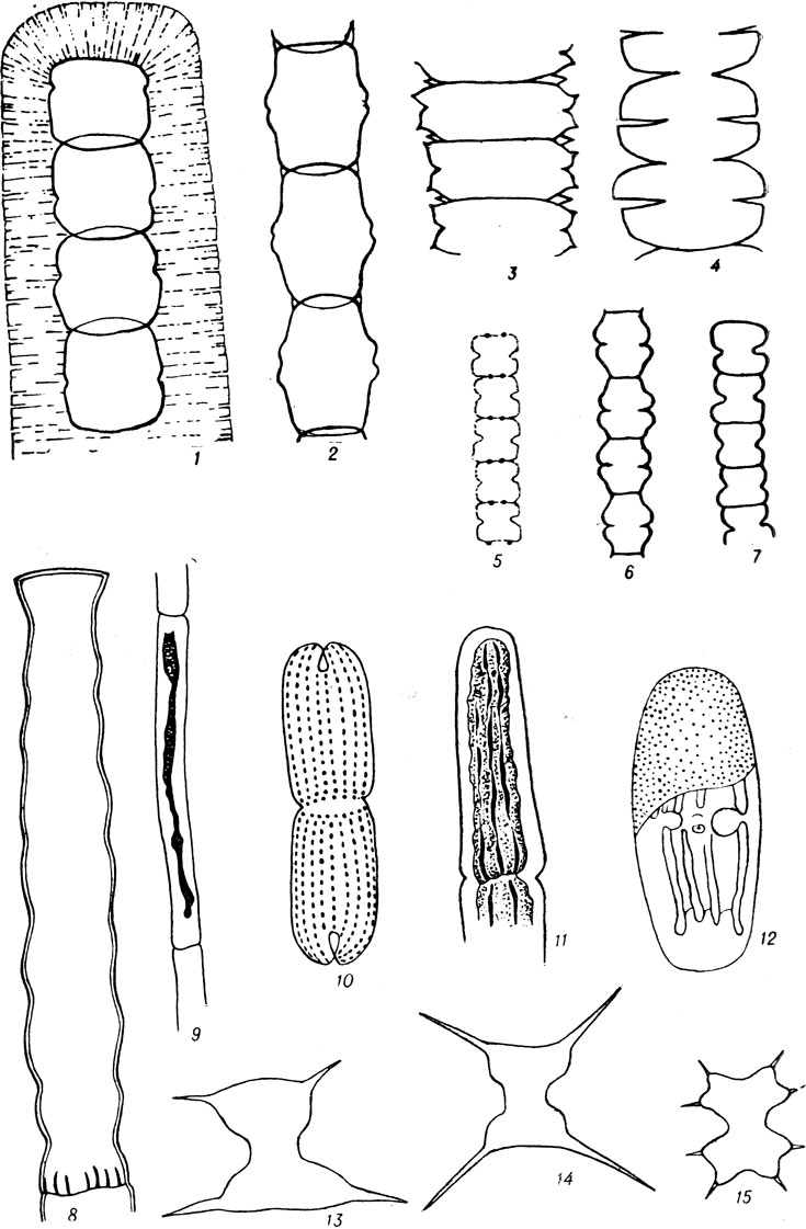  IV: 1 - Hyalotheca dissiliens (Sm.) Breb.); 2 - Gymnozyga moniliformis Ehr.; 3 - Desmidium schwartzii Ag.; 4 - D. pseudostreptonema W. et G.S.W.; 5 - Spherozosma wallichii Jacobs.; 6 - Spondolosium Arch.; 7 - Sp. planum (Wolle) W. et G.S.W.; 8 - Docidium undulatum Bail.; 9 - Gonatozygon kinahani (Arch.) Rabenh.; 10 - Tetmemorus brebissonii (Mengh.) Ralfs f. minor (de Bary) Kossinsk.; 11 - Pleurotaenium minutum (Ralfs) Delp.; 12 - Penium sp.; 13 - Arthrodesmus incus var. indentatus W. ey G.S.W.; 14 - A. incus (Breb.) Hass.; 15 - A. octocornis Ehrenb