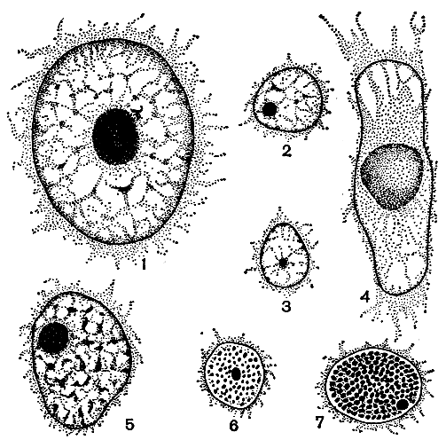 . 7.      : 1 - Microspore; 2 - Chlamydomonas; 3 - Hydrodictyon; 4 - Spirogyra; 5 - Cladophora; 6 - Colacium; 7 - Glenodinium