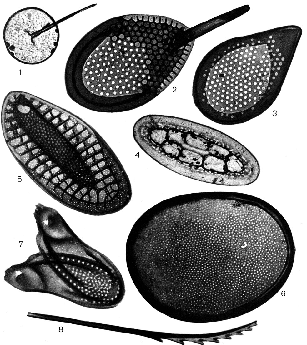 7.      ,     : 1 - Paraphysomonas vestita ( X 14000); 2 - Synura spinosa ( X 10000); 3 - Synura sphagnicola ( X 20000); 4 - Chrysosphaerella multispina ( X 14000); 5 - Synura petersenii ( X 10000); 6 - Mallomonas caudata ( X 8000); 7 - Mallomonas acrocomos (X 12000); 8 - Mallomonas caudata,  ( X 4700).  . M. 