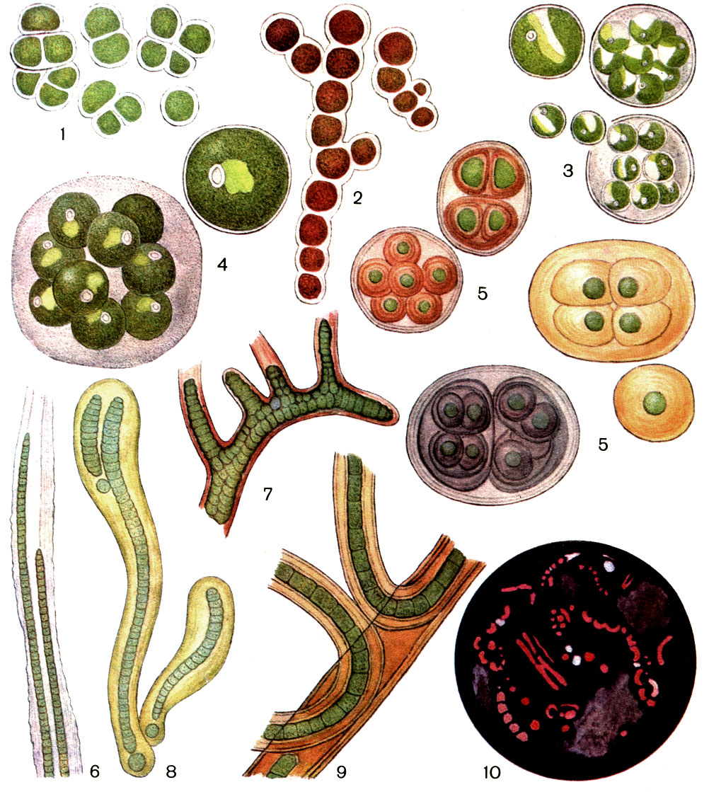  2.  (1-9)   (10) : 1 -       (Pleurococcus vulgaris); 2 -      (Trentepohlia piceana)     ; 3 -      (Chlorella vulgaris); 4 -        (Chlorococcum humicola); 5 -       : - (Gloeocapsa rupestris), - (Gl. magma)  - (Gl. alpina); 6 -    (Schizothrix friesii)       ; 7 -    (Stigonema minutum); 8 -   (Tolypothrix elenkinii); 9 -    (Scytonema mirabile); 10 -       :     ,  