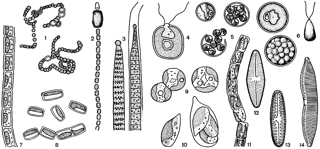 . 39.   ,   : 1-3 - -  (1 - Nostoc microscopicum,       ; 2 - Cylindrospermum licheniforme,      ; 3 - Phormidium autumnale,    ,        ); 4-8 -   (4 - Chlamydomonas atactogama,     ; 5 - Chlorella vulgaris,  ,        ; 6 - Chlorococcum humicola,  ,     ; 7 - Hormidium nitens,  ; 8 - Stichococcus baclllaris,  ,    ); 9-11 - -  (9 - Pleurochloris magna,    ; 10 - Monodus acuminata,     ; 11 - Heterothrix exilis,  ); 12-14 -   (12 - Navicula mutica; 13 - Pinnuiaria borealis; 14 - Hantzschia amphioxys)